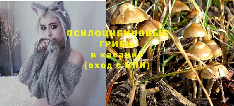 Галлюциногенные грибы Psilocybine cubensis  блэк спрут как войти  Павлово 